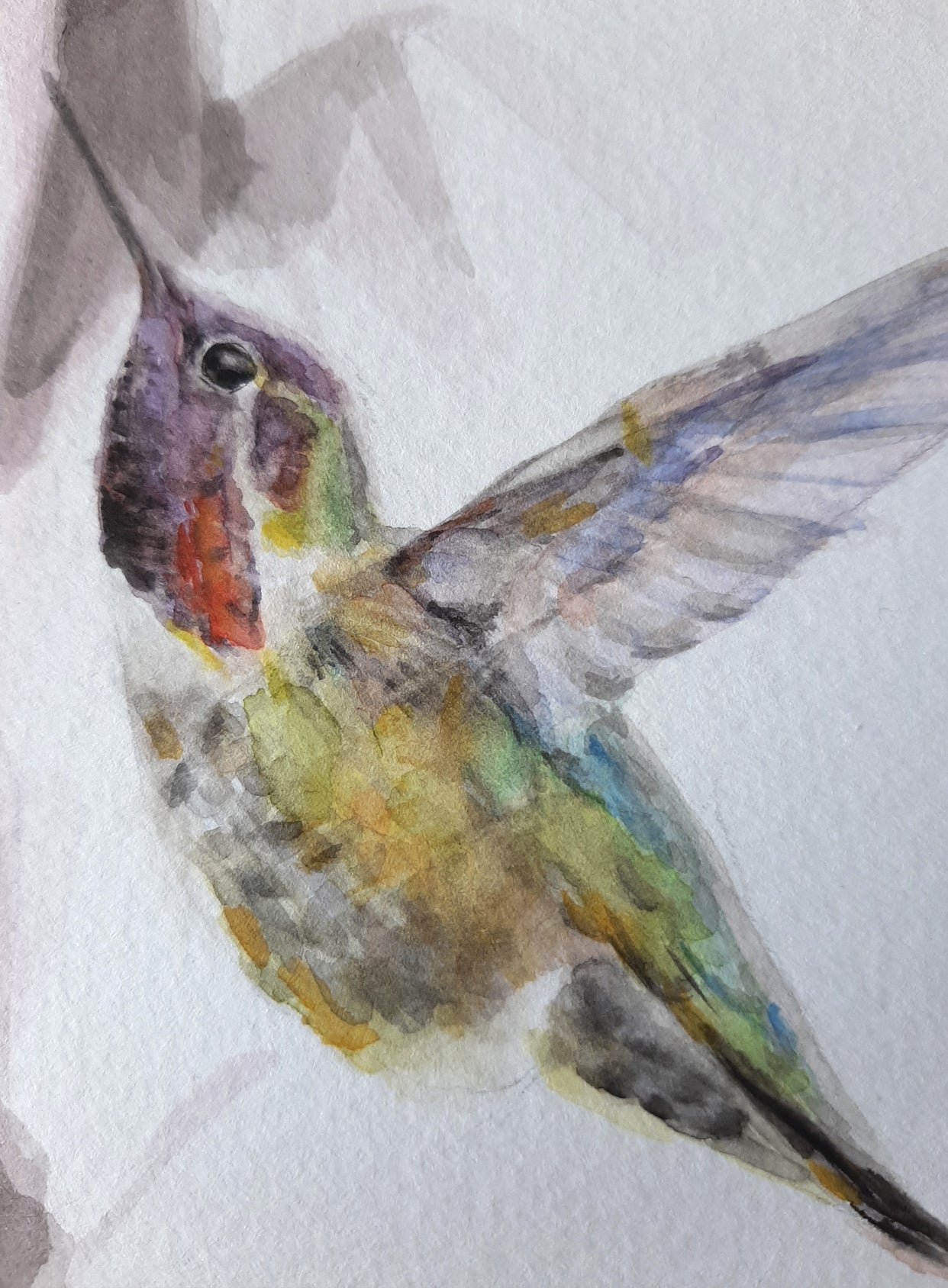 • Acuarela . Colibrí