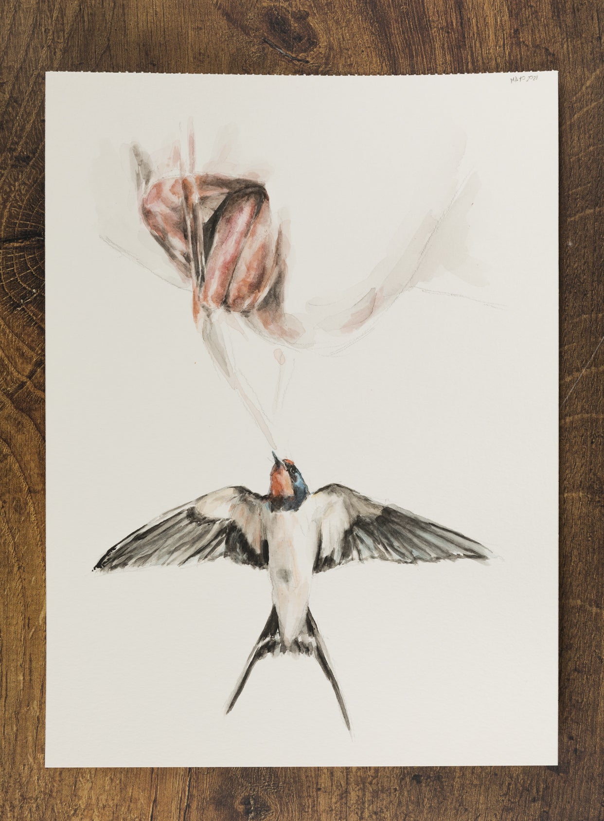 • Acuarela . Sed de golondrina