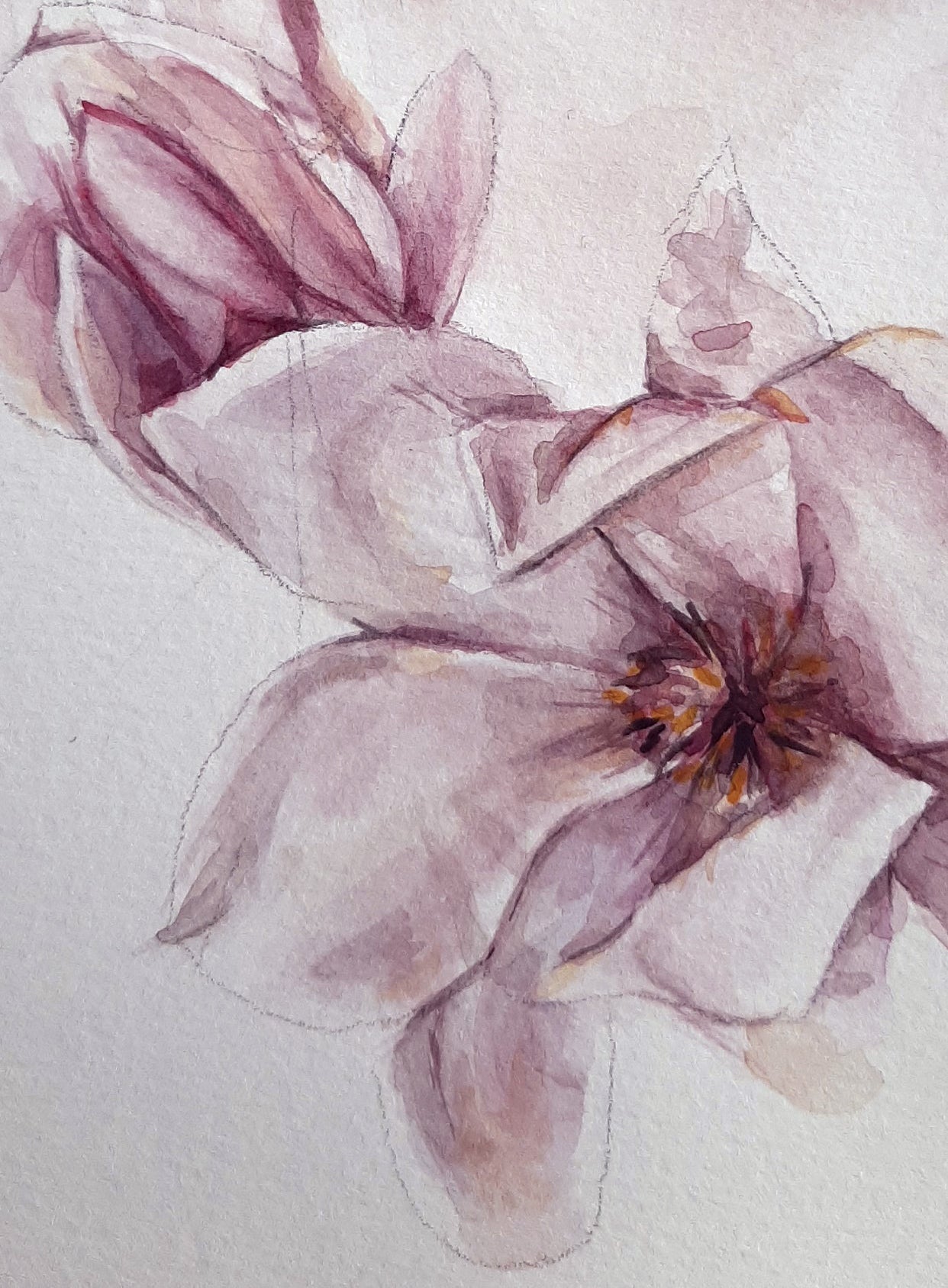 • Acuarela . Magnolias