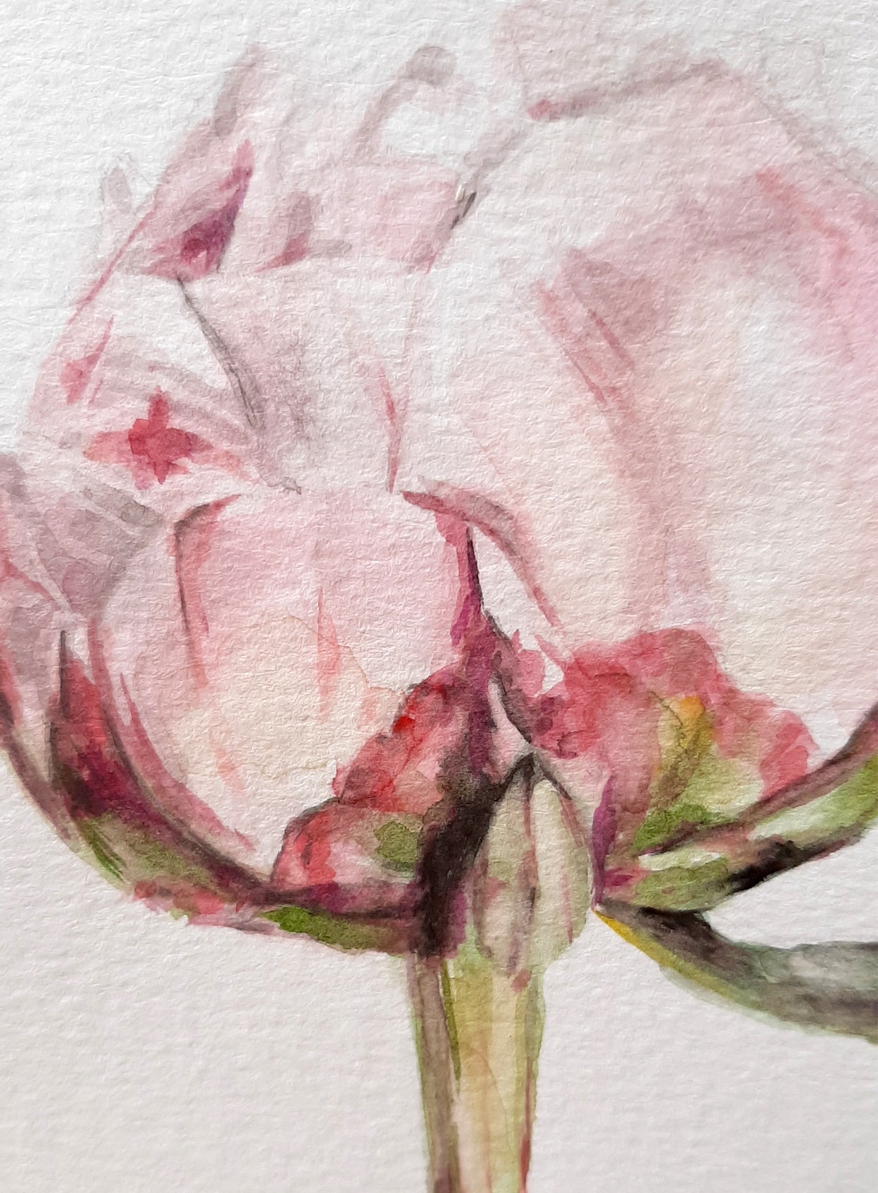 • Acuarela . Peonia
