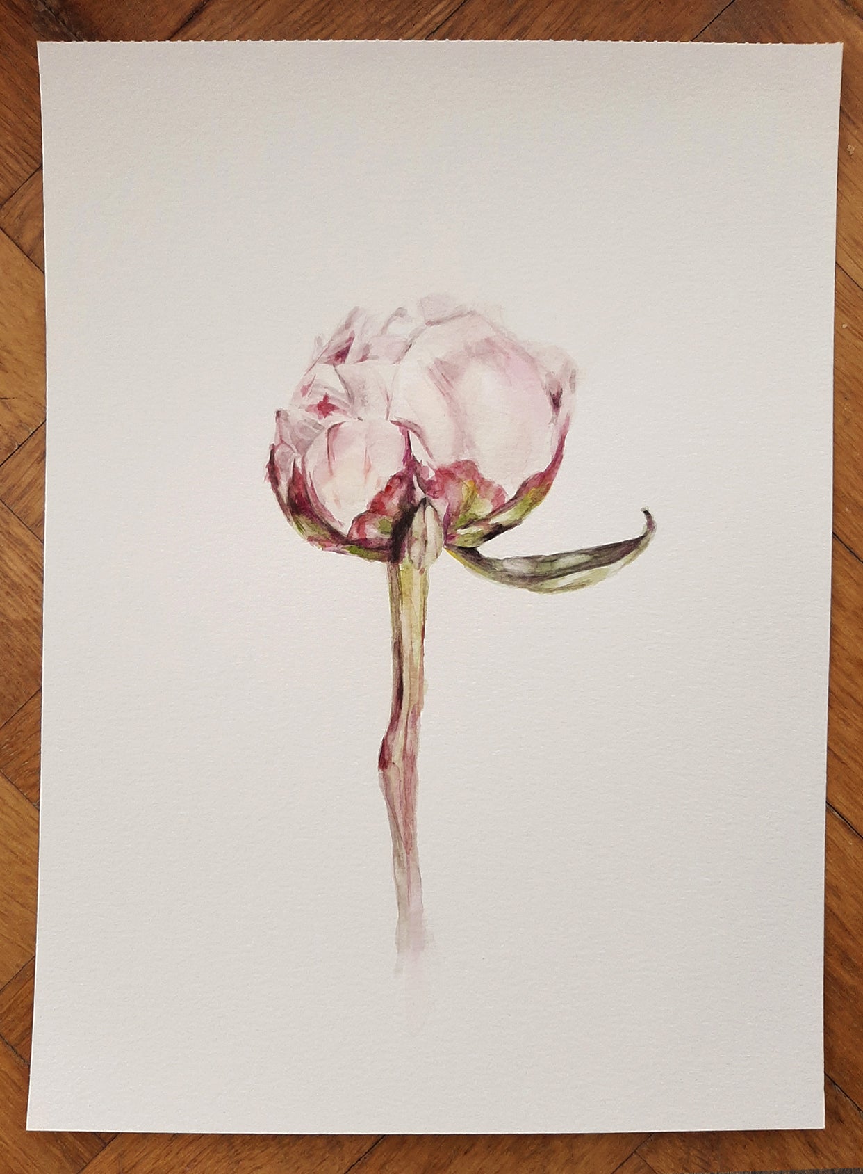 • Acuarela . Peonia