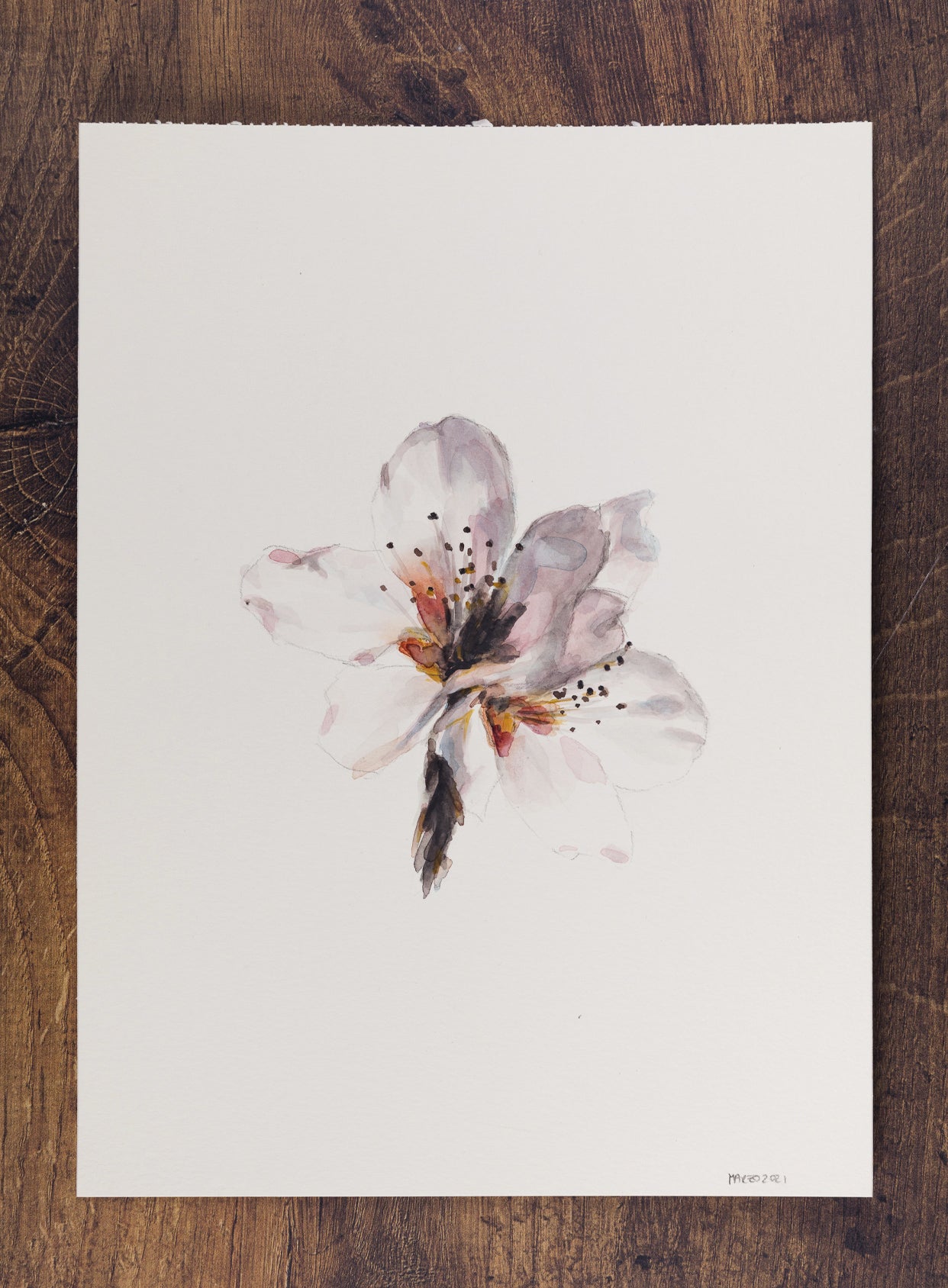 • Acuarela . Flor de cerezo