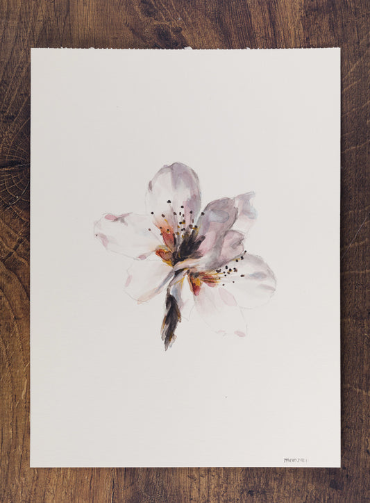 • Acuarela . Flor de cerezo