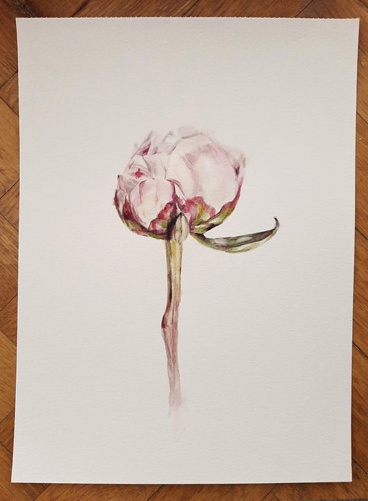 • Acuarela . Peonia